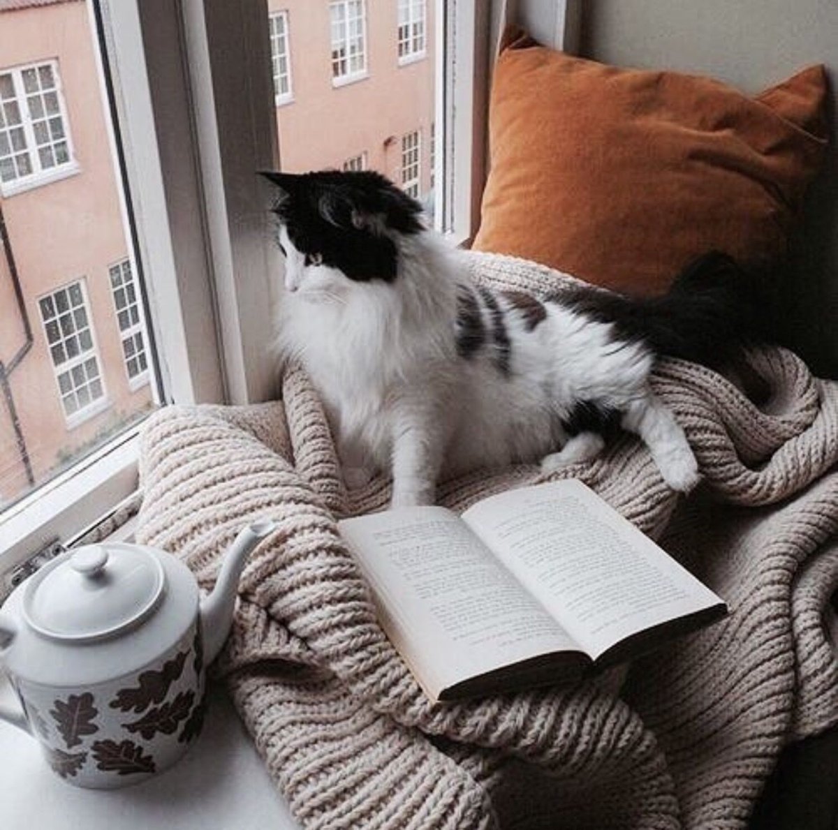 Кот плед чай