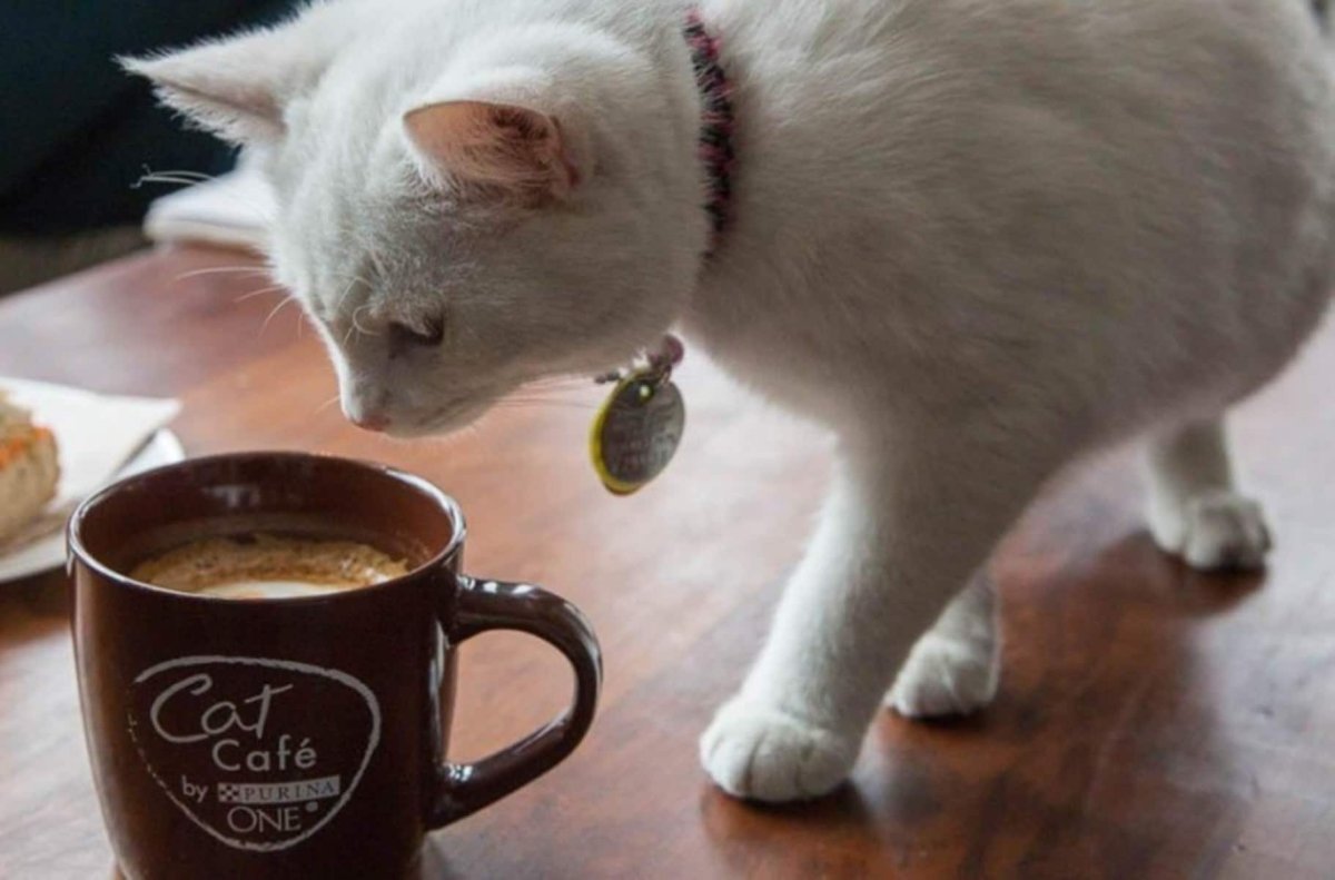Кот и кофе