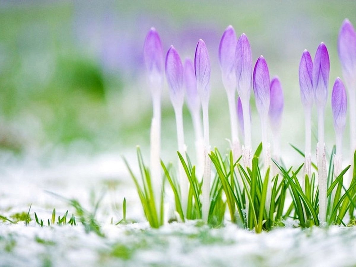 Ранняя Весна фон