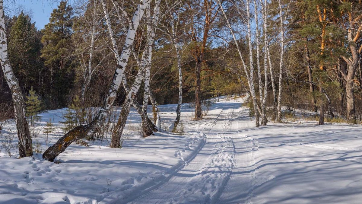 Зимний лес в марте