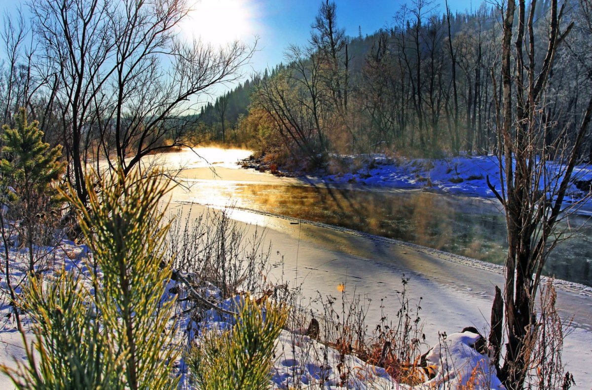 Верба кора дерева