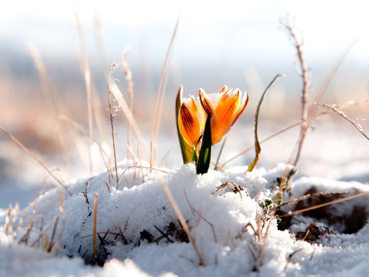 Пробуждение природы