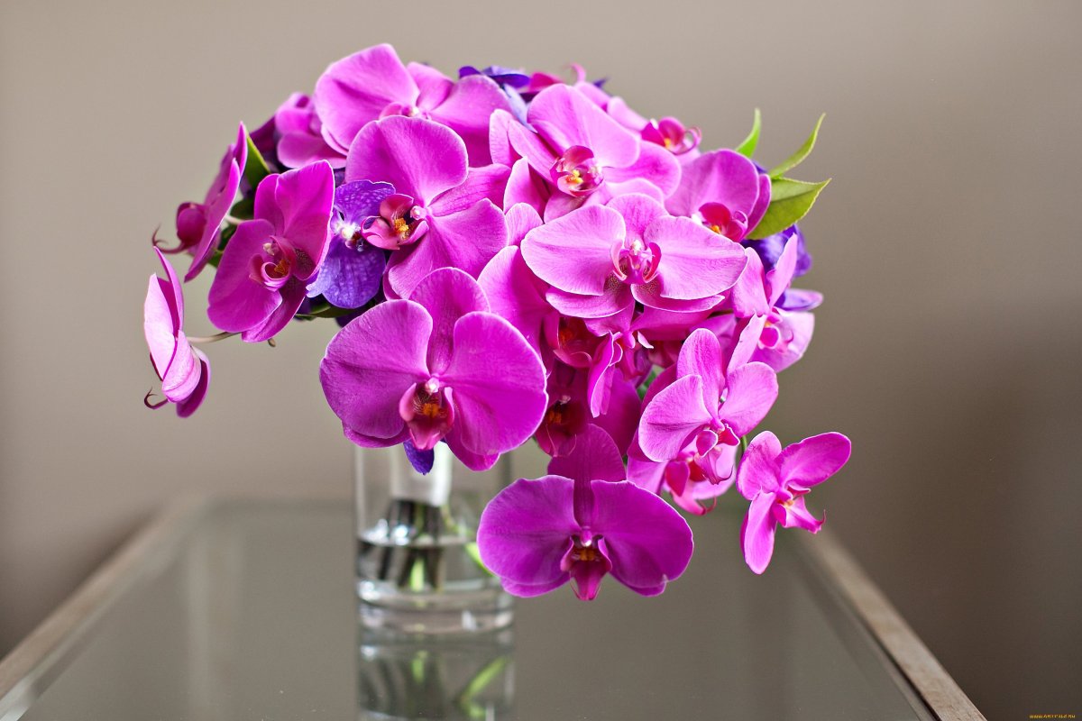 С днём рождения орхидеи