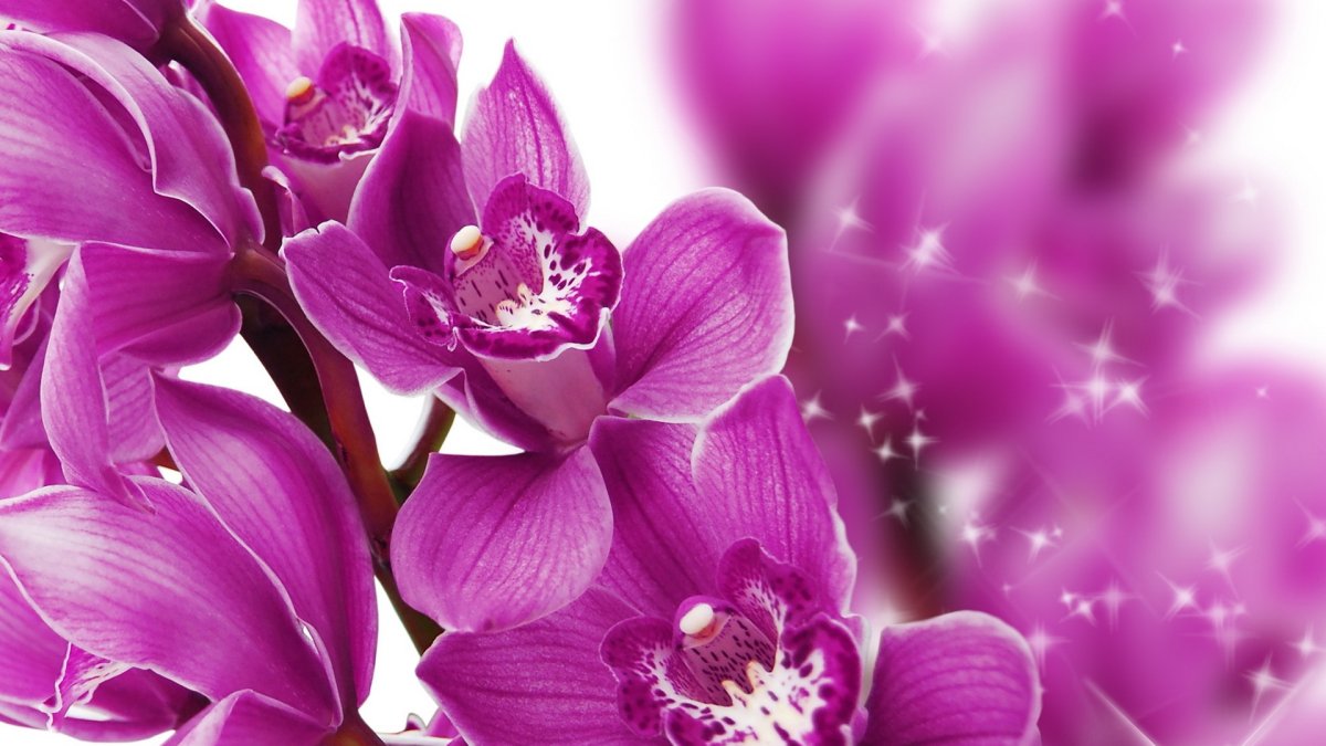 Орхидея Цимбидиум розовая