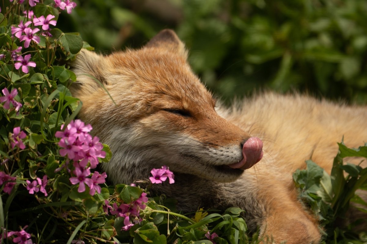 Акварель Цветочная лиса