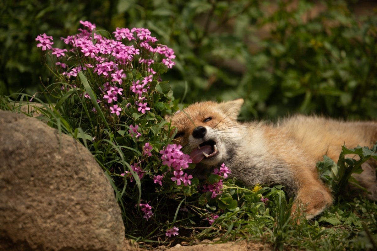 Коллин Богл