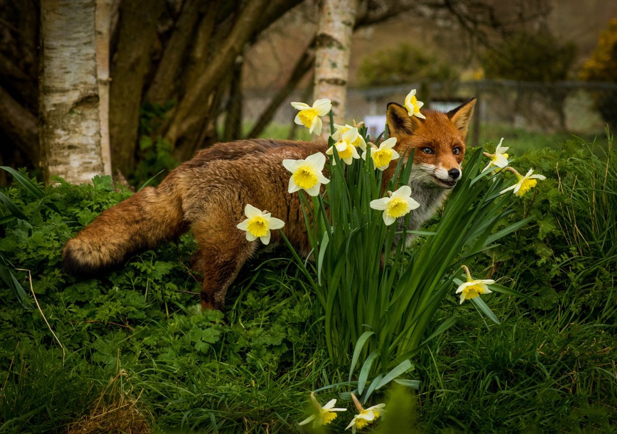 Художница Carolyn Schmitz