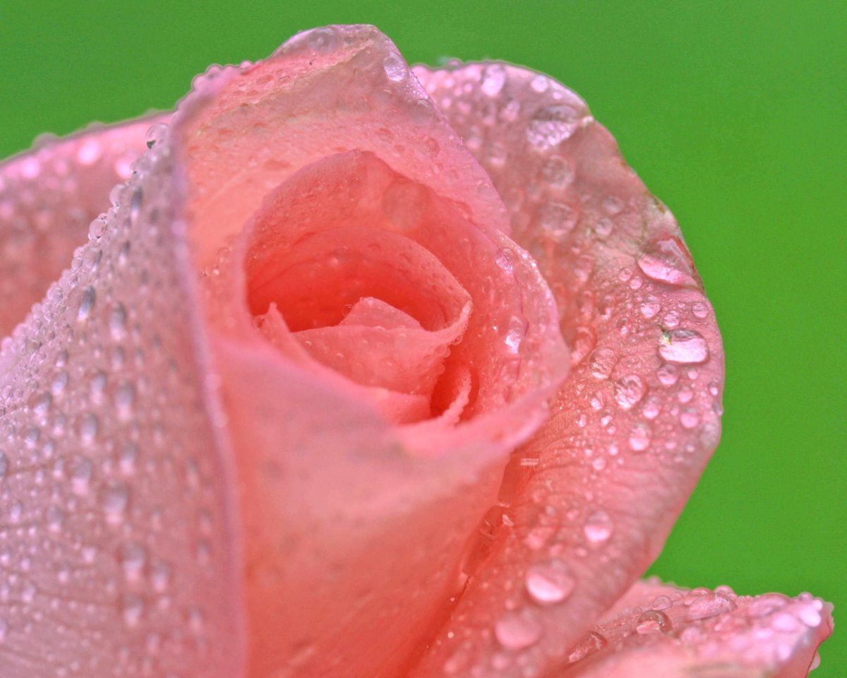 Роза Макросъемка