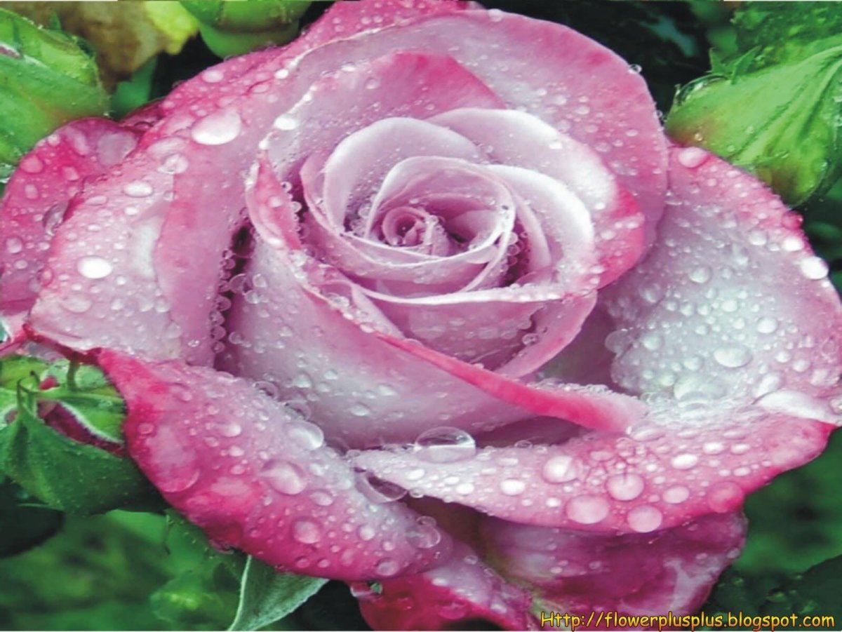 Роза с капельками росы