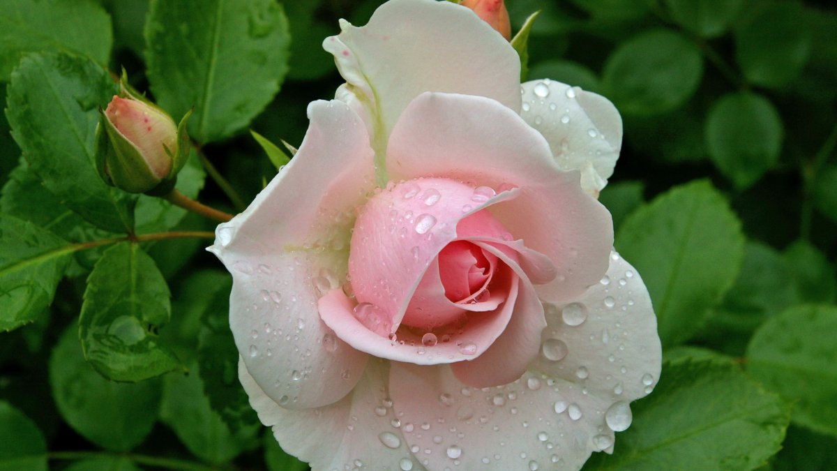 Красивая белая роза с капельками росы