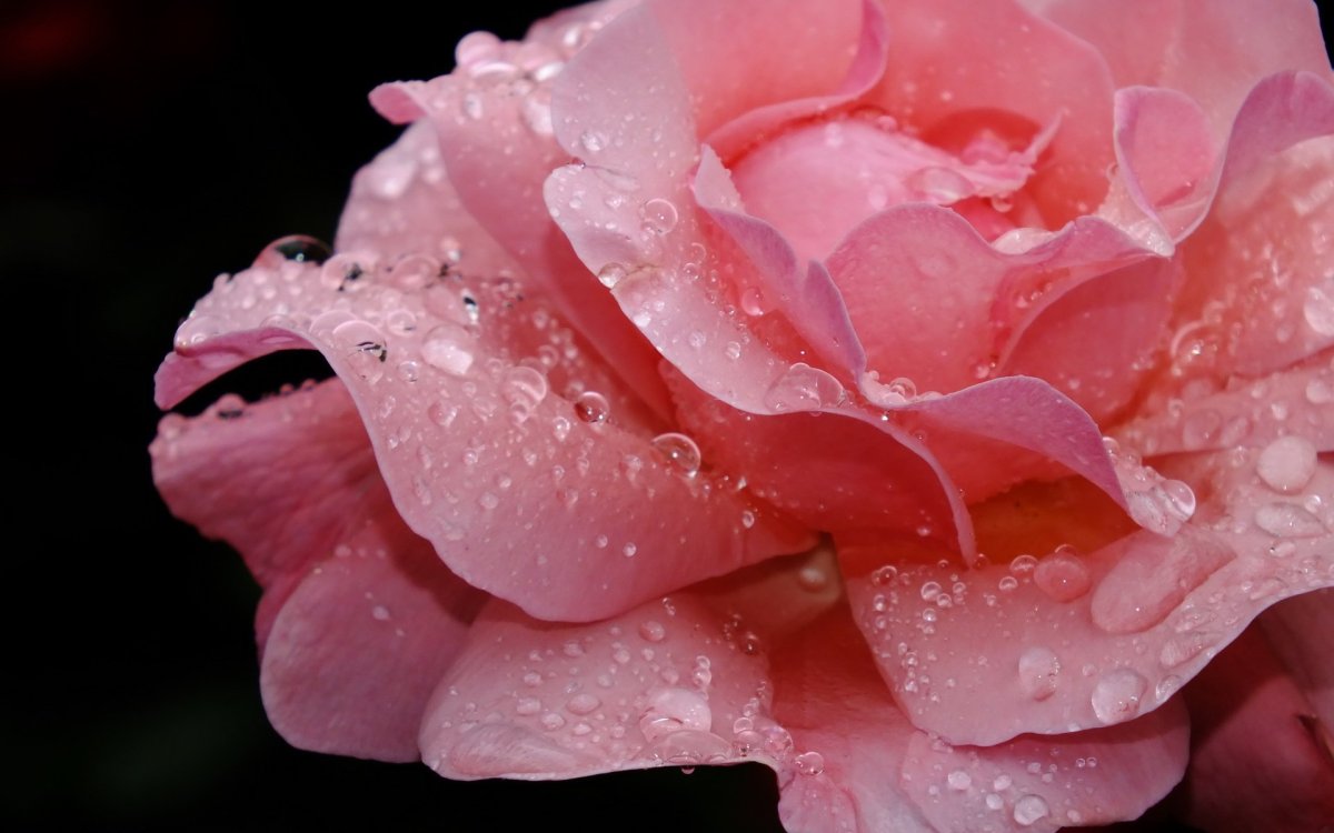 Красивые цветы в росе