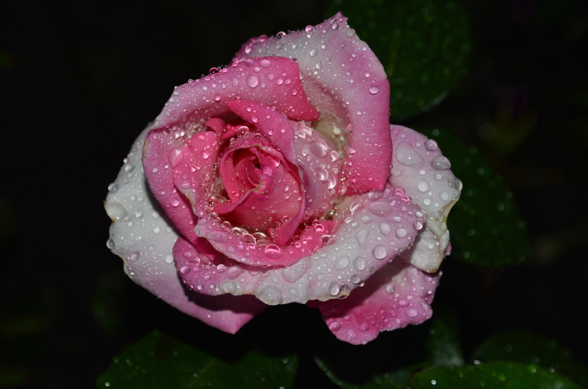 Розы в каплях дождя