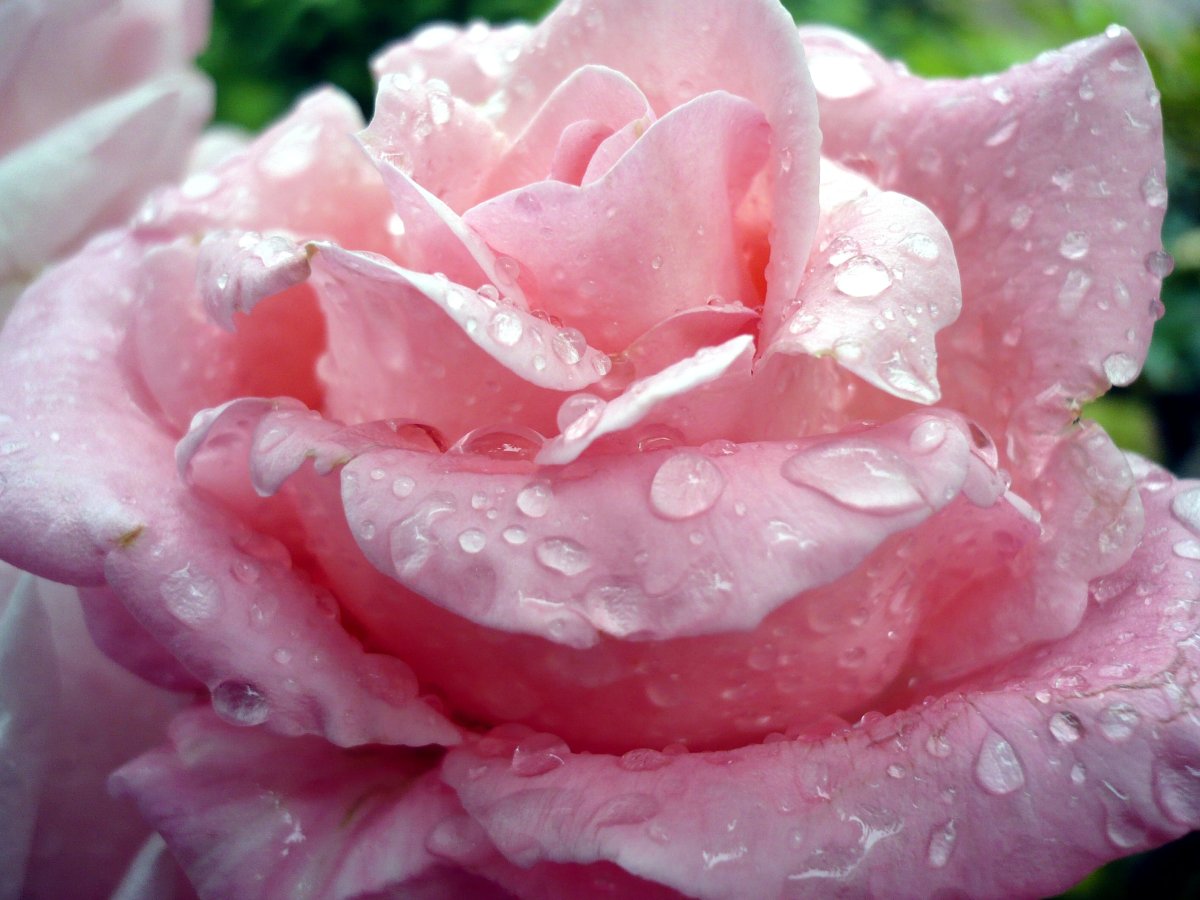 Розовые розы