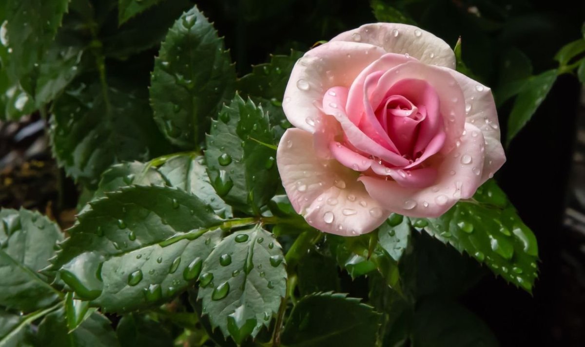 Роза в росе