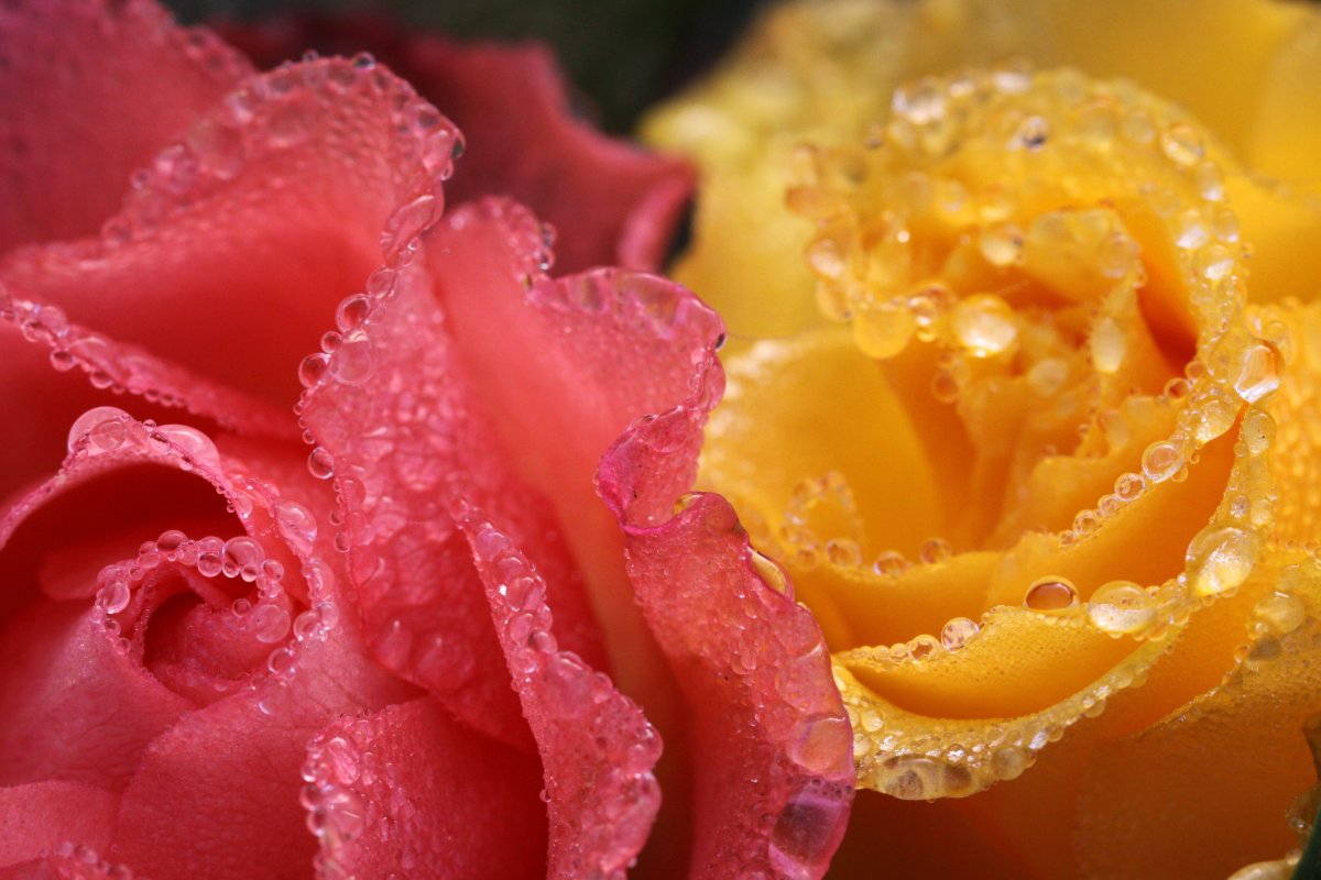 Цветы с капельками росы