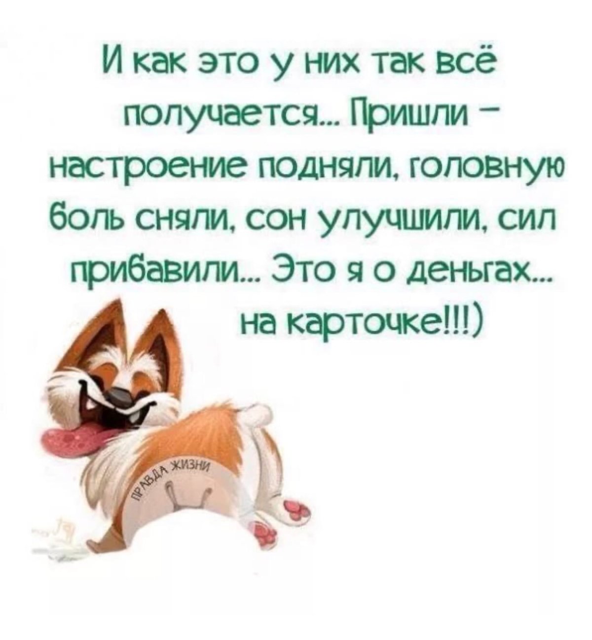 Котики для поднятия настроения