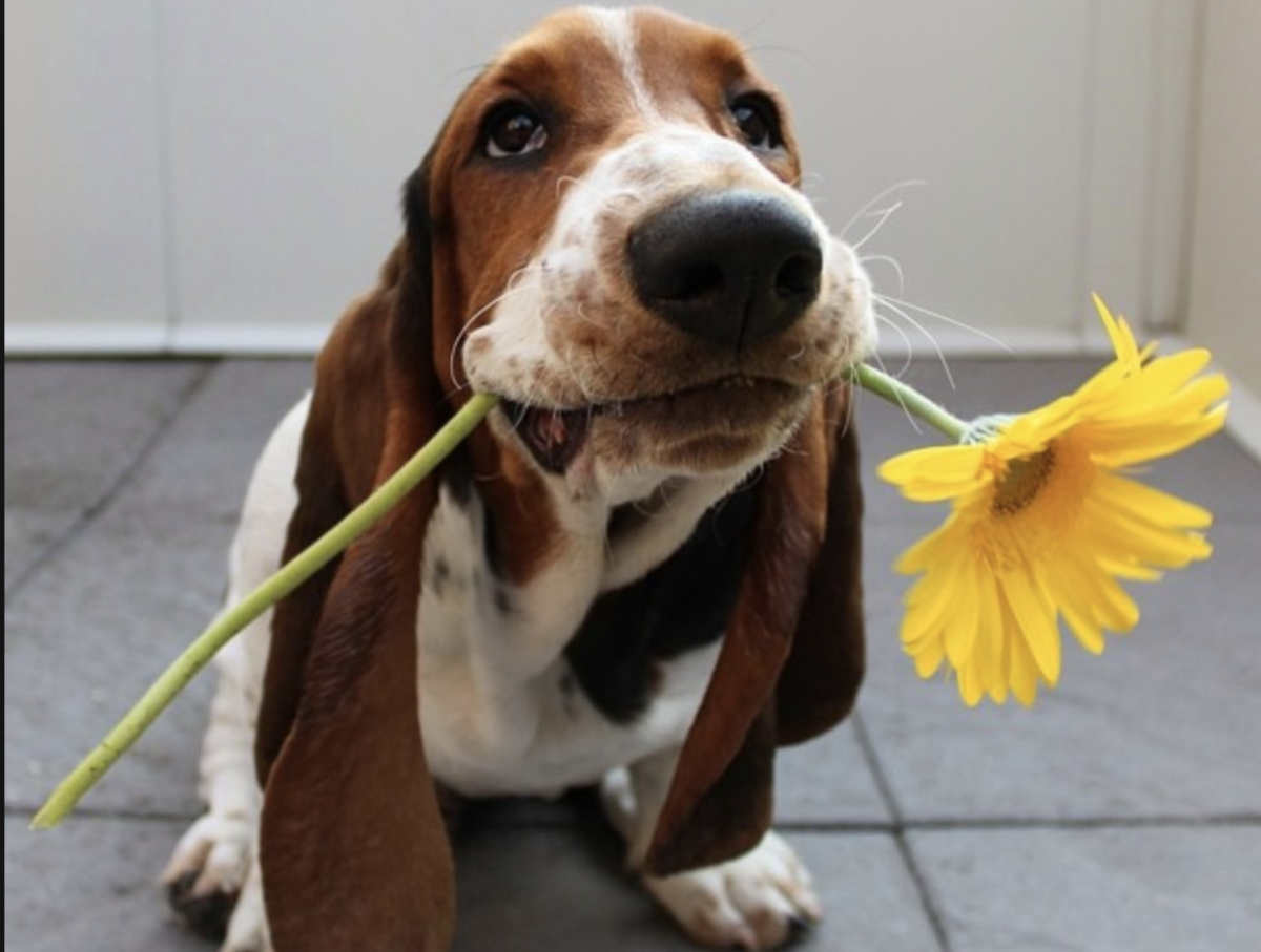 Гусеница прикольная