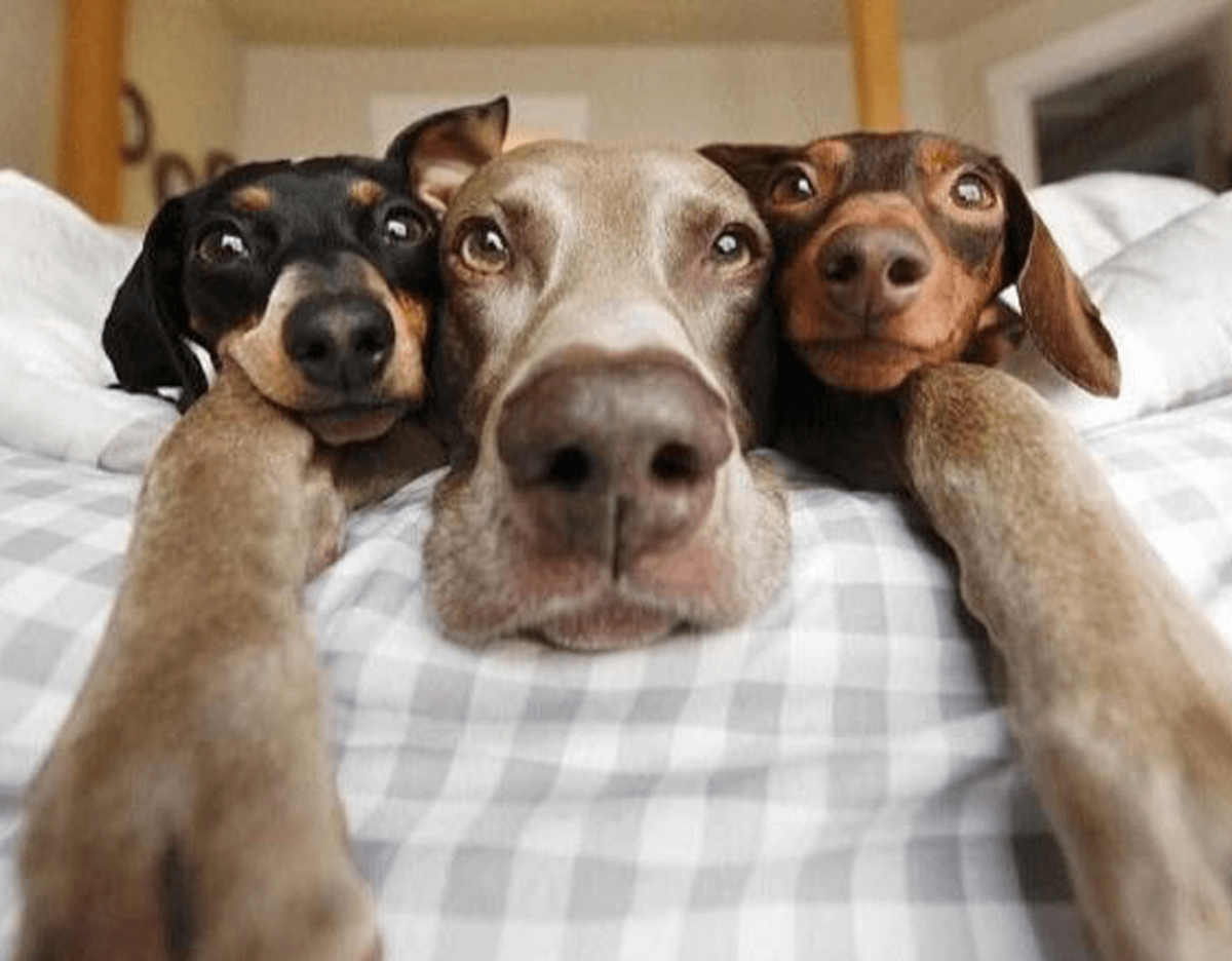 Хорошего дня прикольные