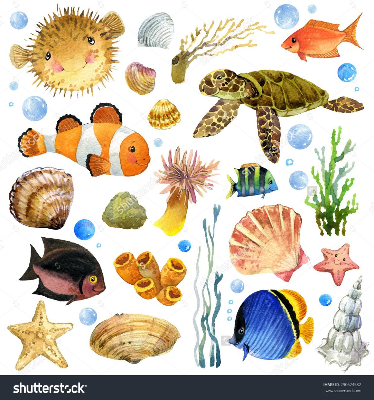Морские обитатели ракушки и подводный мир