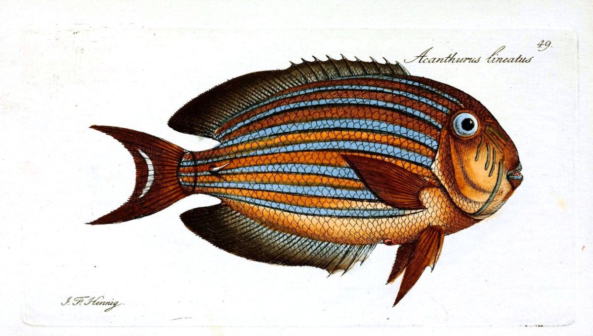 Рыбы для декупажа