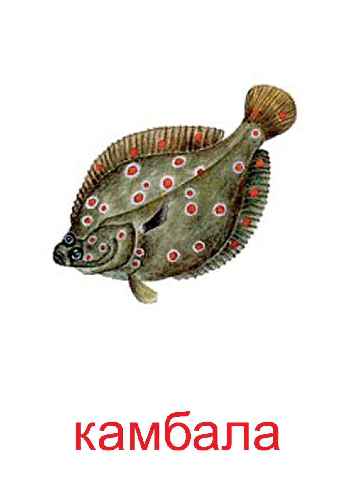 Морские рыбы для детей