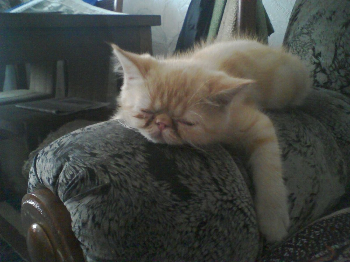 Спать картинки прикольные