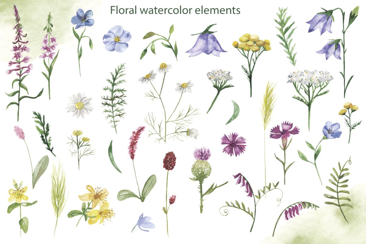 Графика полевые цветы и травы