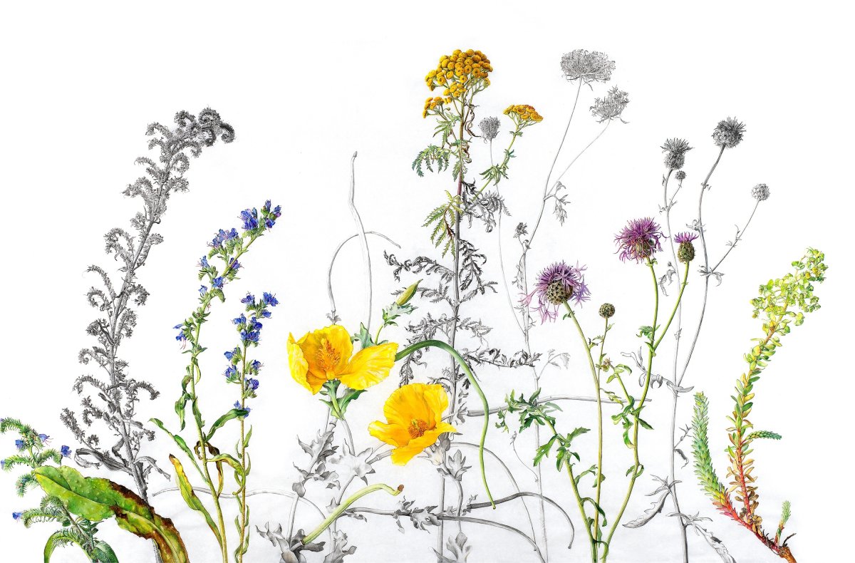 Луговые цветы акварель