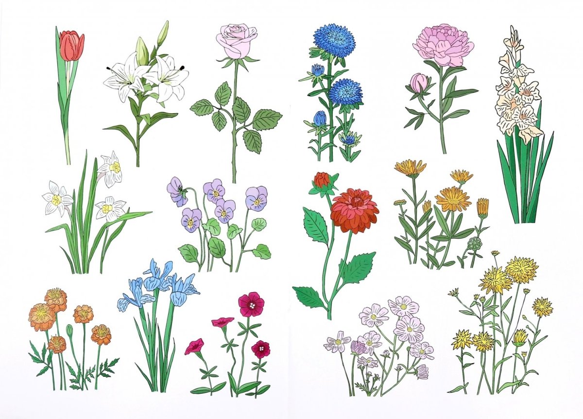 Полевые цветы
