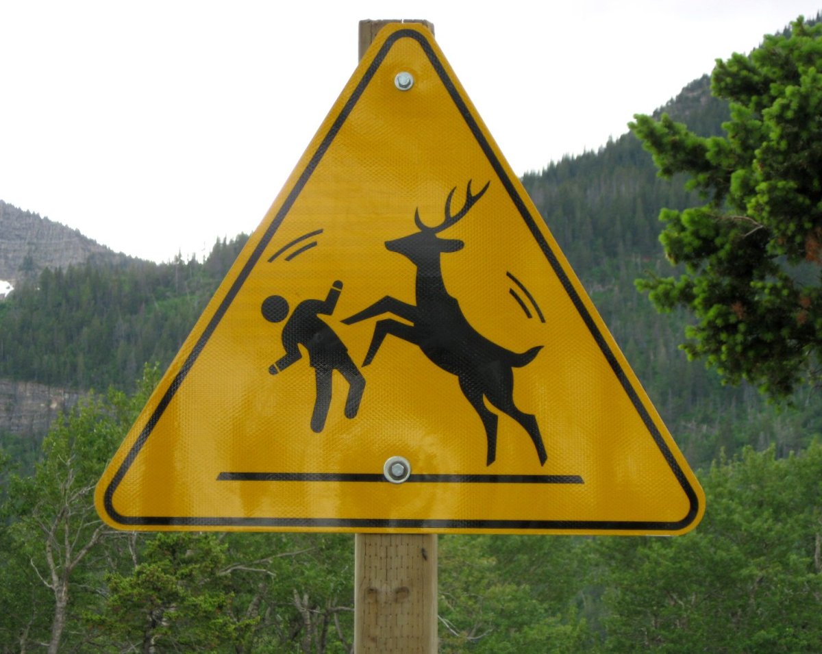 Знак осторожно олени