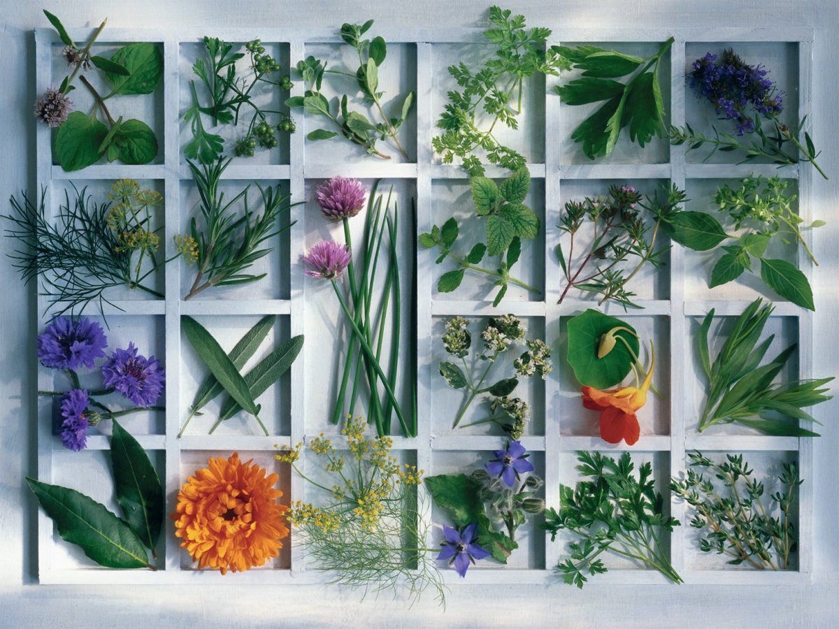 Лекарственные и пряные травы коллаж