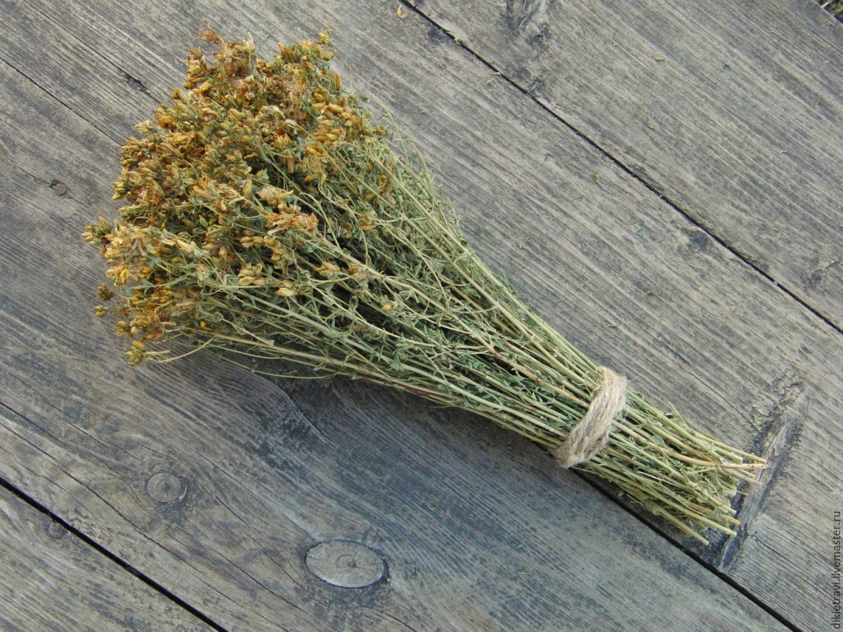 Зверобой сухоцвет