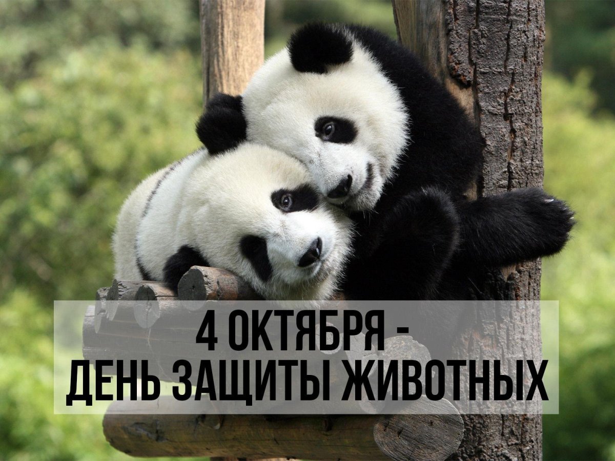 Всемирное общество защиты животных логотип