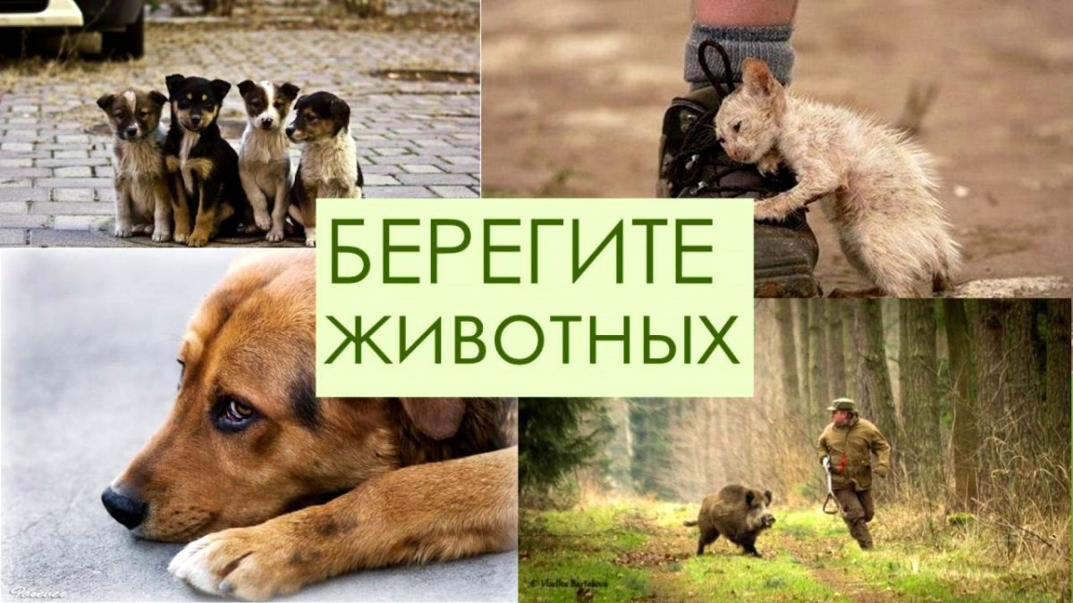 Берегите домашних животных