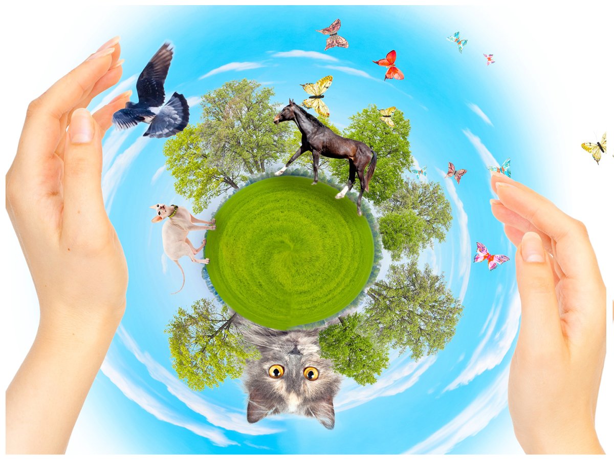 Экология животный мир