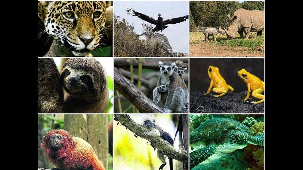 Плакат не губите природу