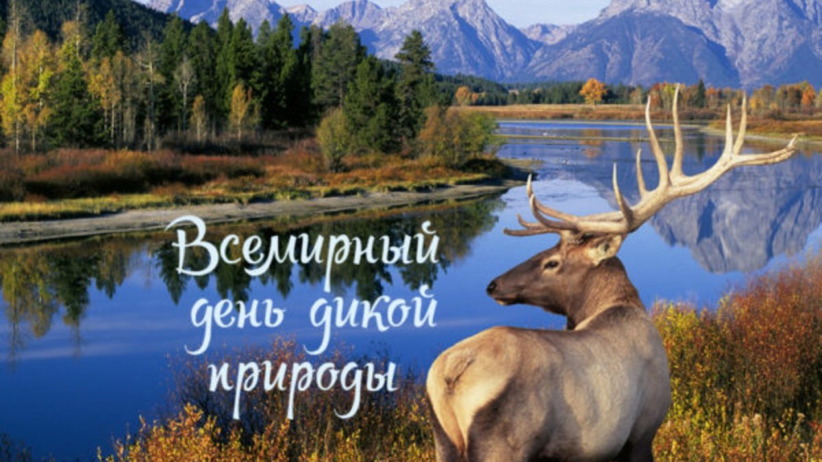 Всемирный фонд дикой природы WWF