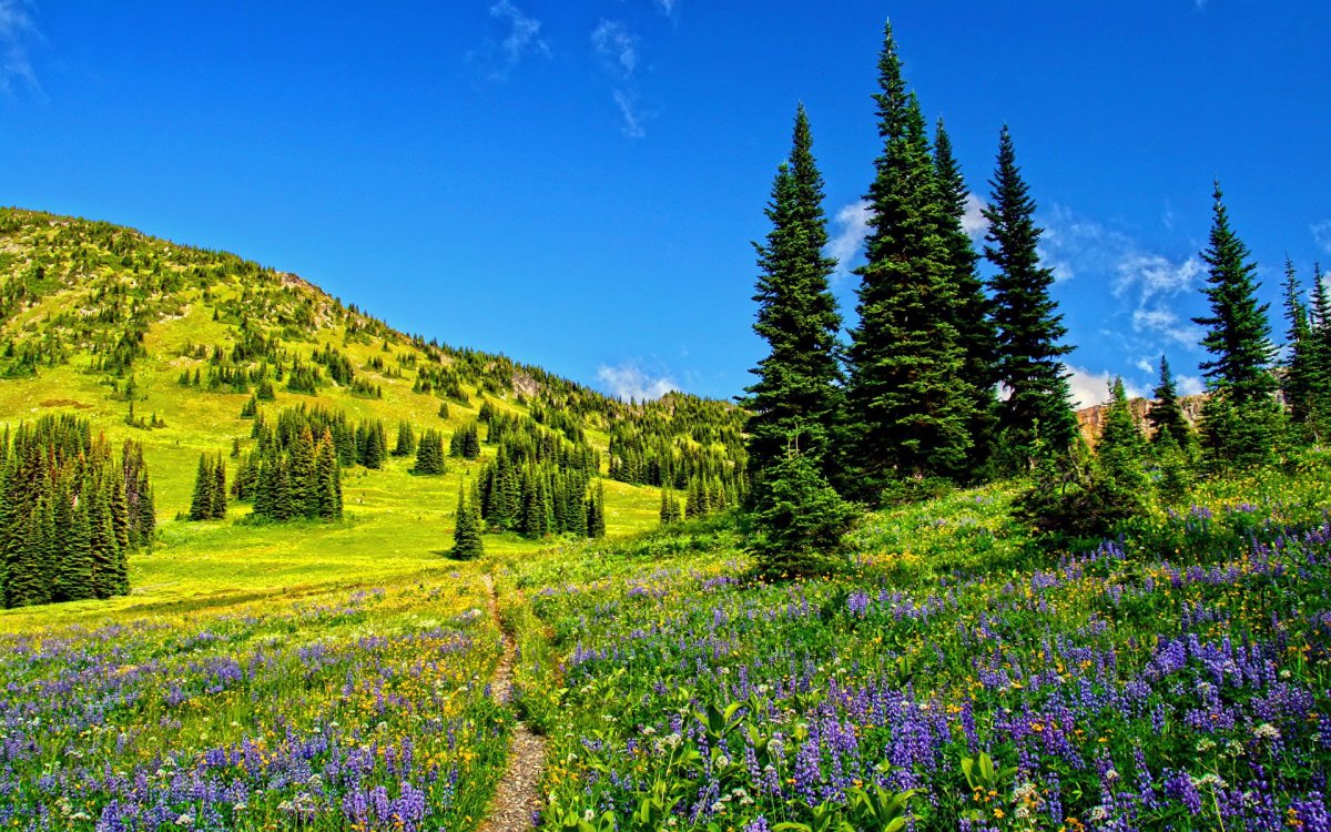 Пейзаж лето