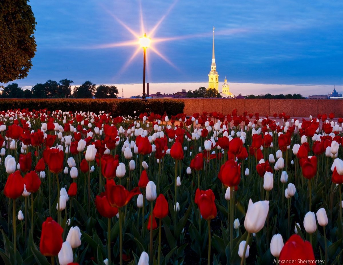 Цветущий Петербург