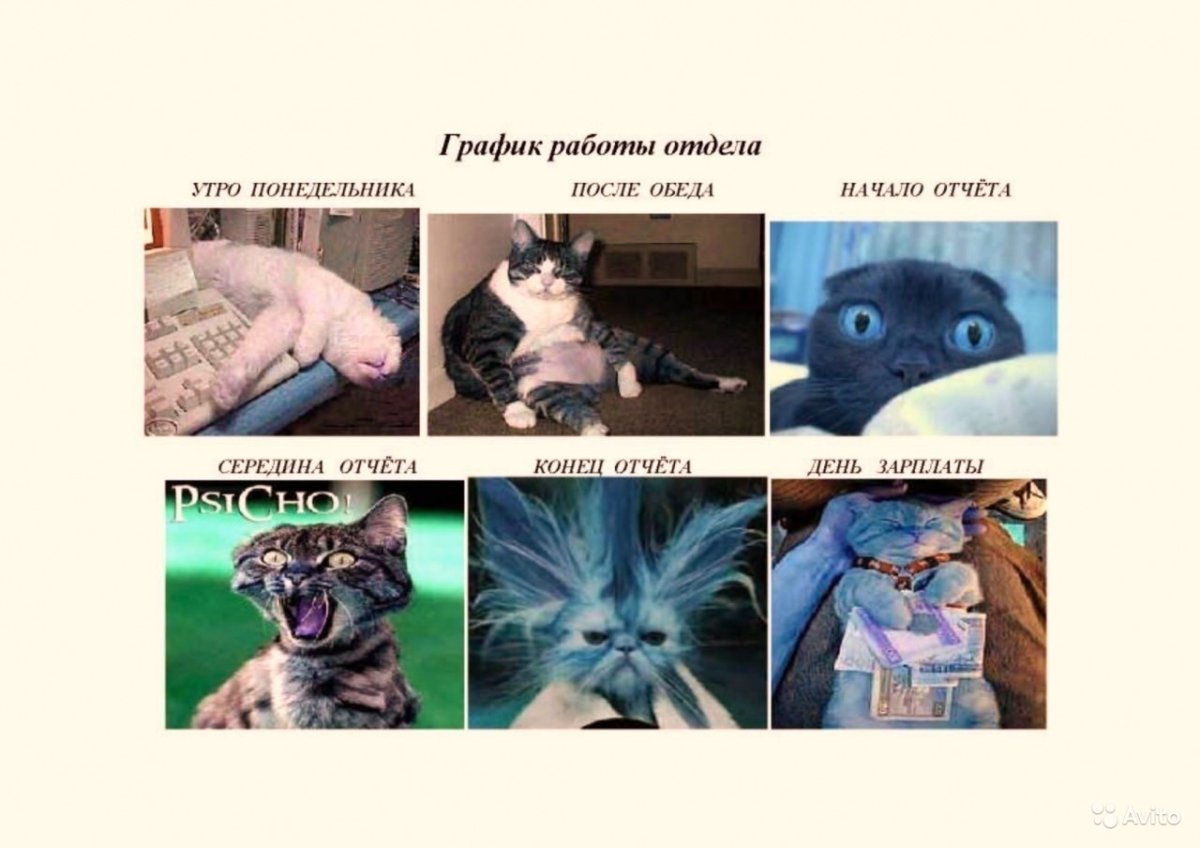 Бухгалтерия кошки