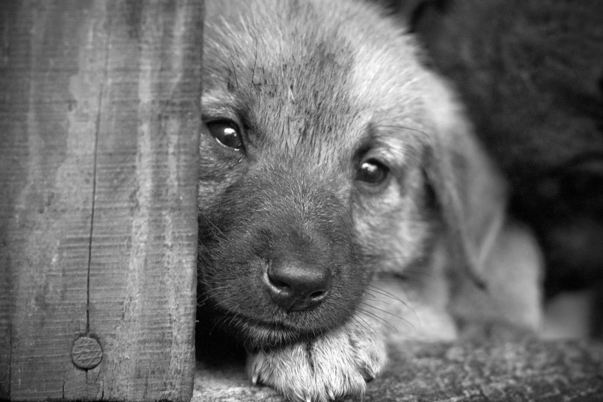 Одинокая собака