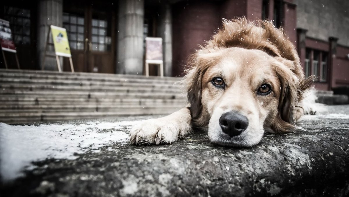 Стилизованная морда собаки
