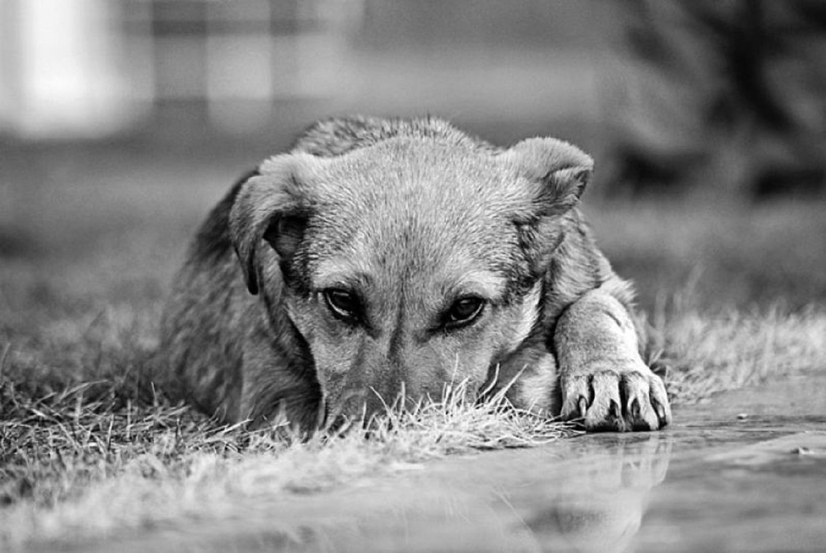 Грустная бездомная собака