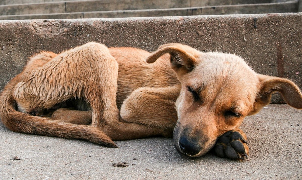 Бездомные животные