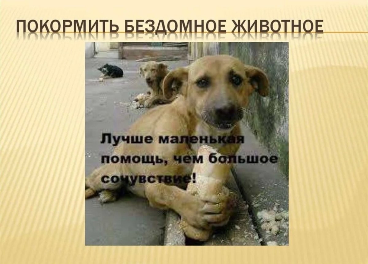 Поведение бездомных собак