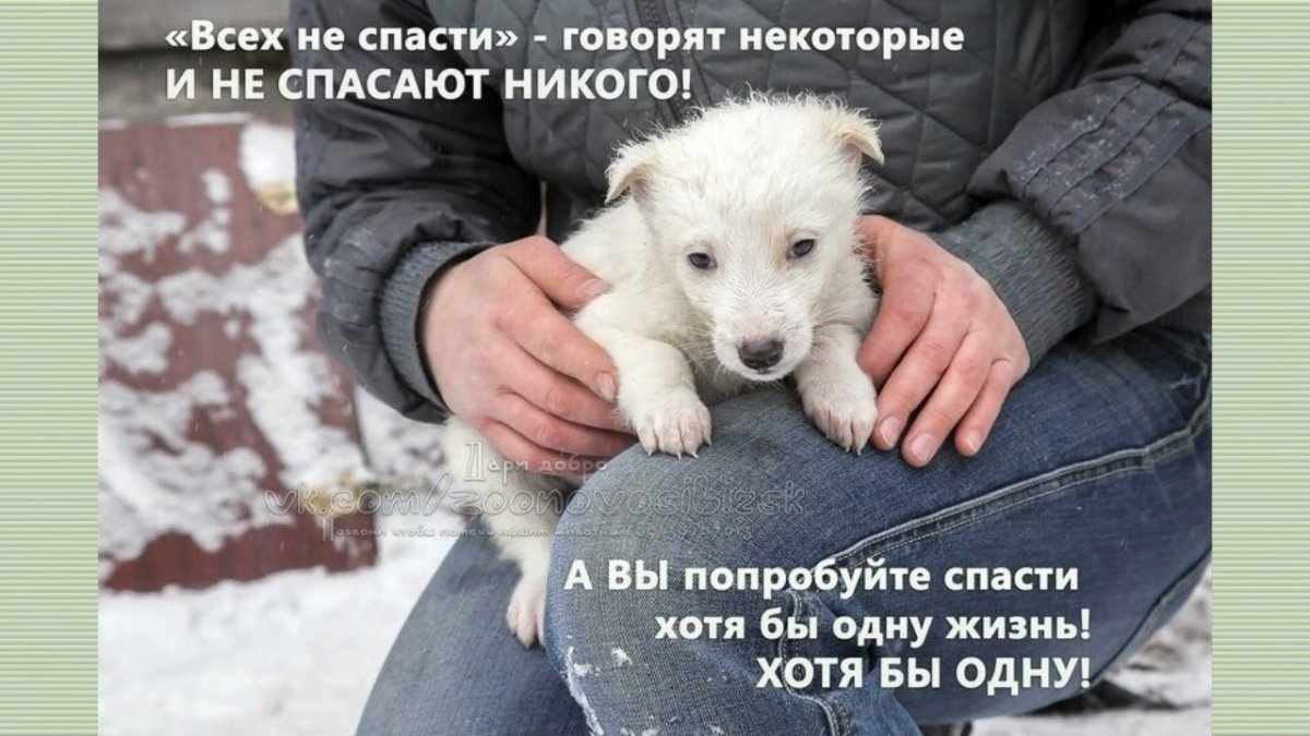 Собака пьет из лужи