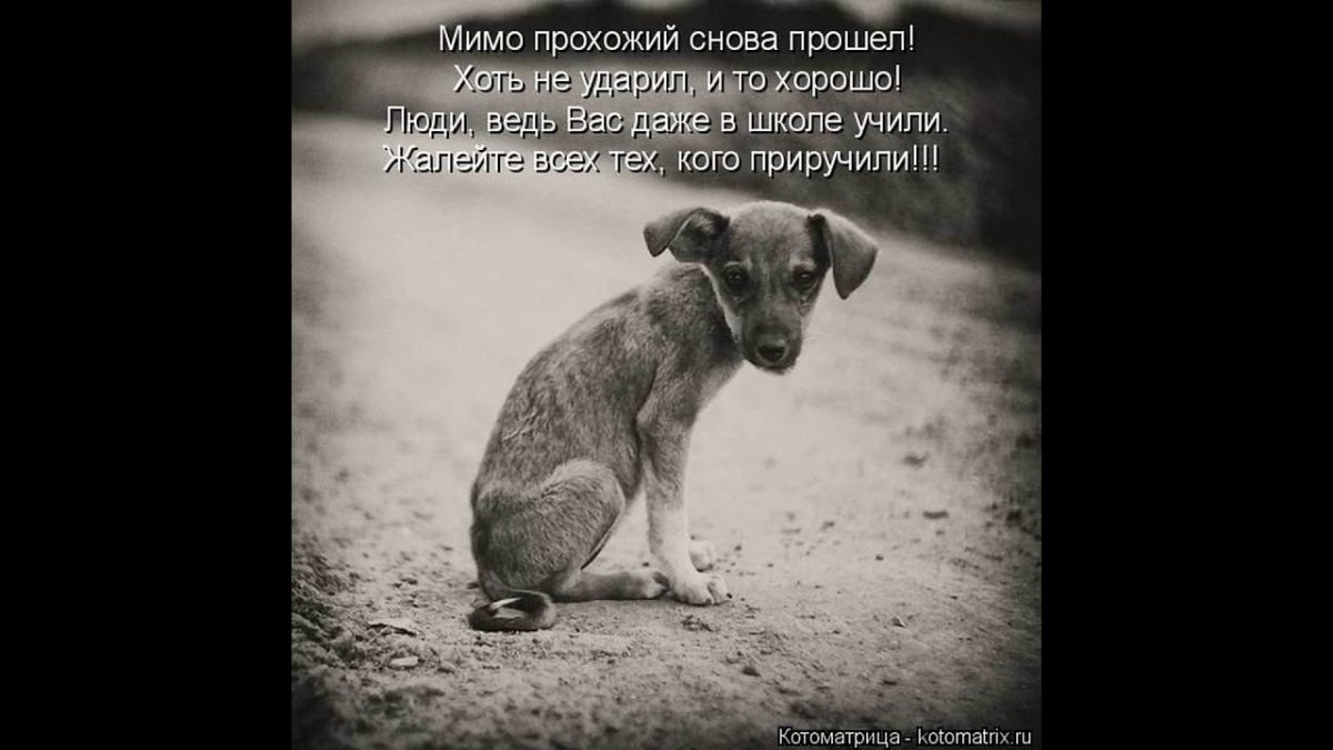 Социальная реклама брошенные животные