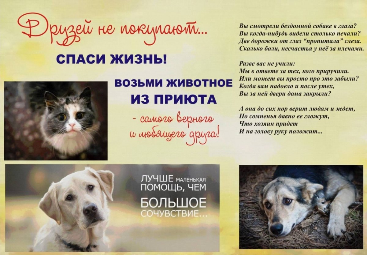 Бездомных животных