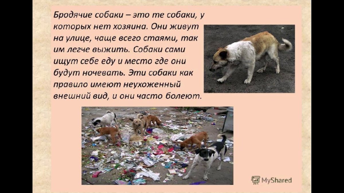 Социальная реклама о бездомных животных