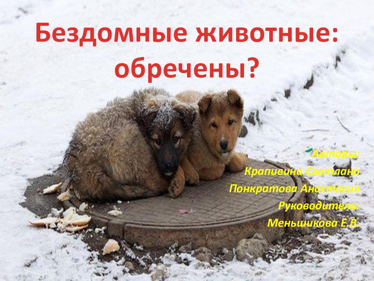 Приют для бездомных животных